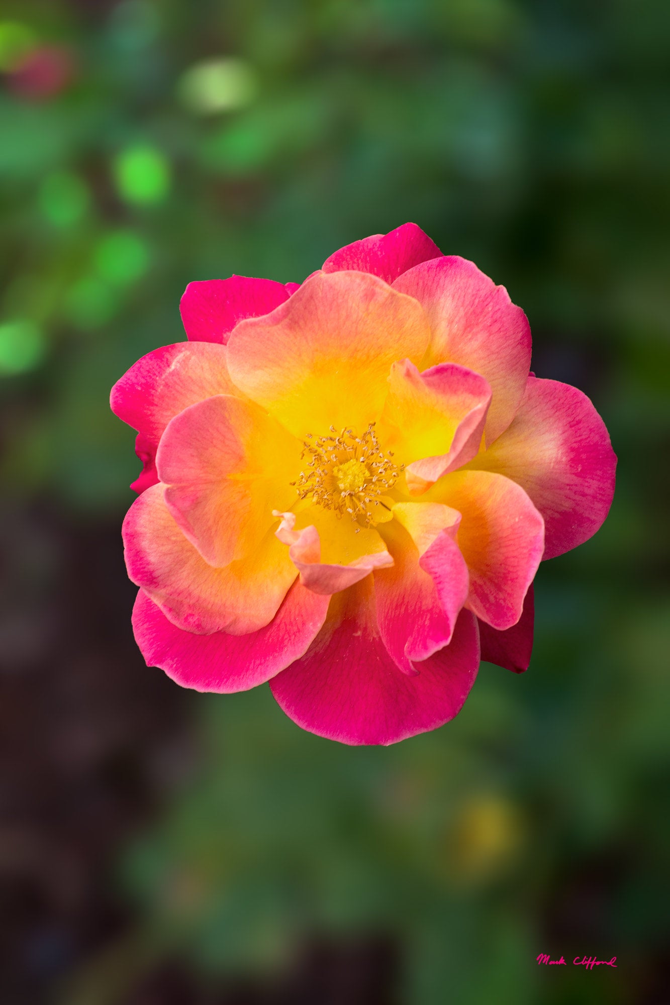 Pink Rose Fine Art Photographic Print | MRC Photography USA